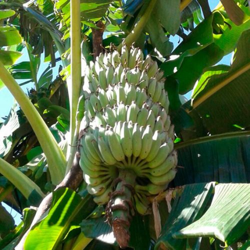 fruto